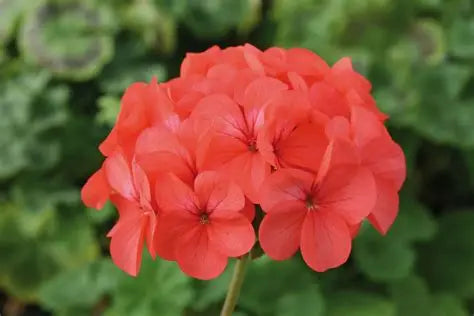 Geranium Coral Spice