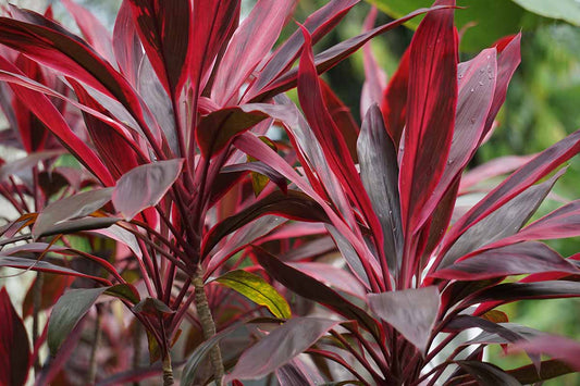 Ti Cordylines