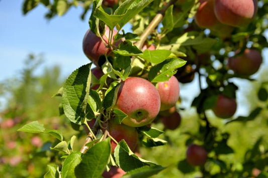 Cortland Apple