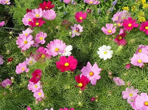 Cosmos
