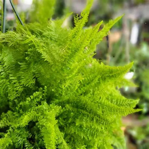 Fern Cotton Candy