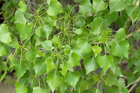 Eastern Cottonwood Populus