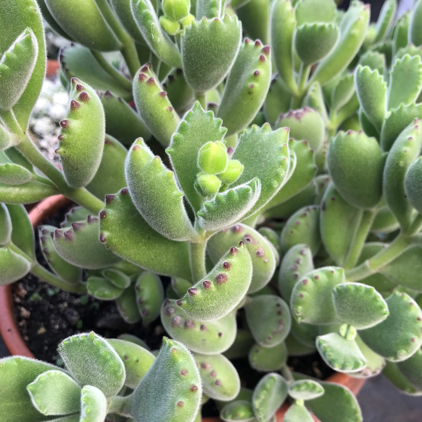 Cotyledon Bear Paw