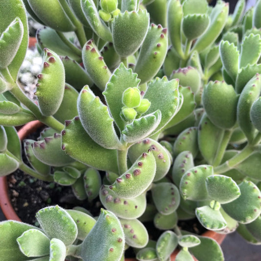 Cotyledon Bear Paw