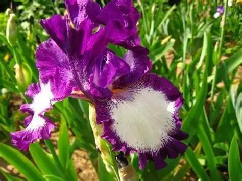 Iris Cozy Calico