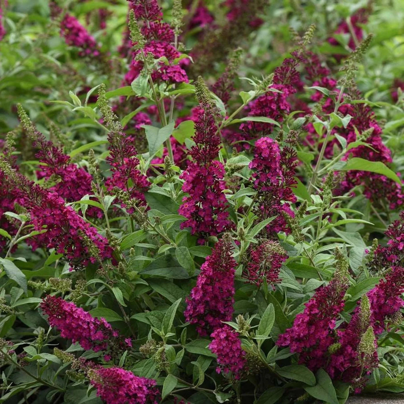 Buddleia Bush Cranberry Red