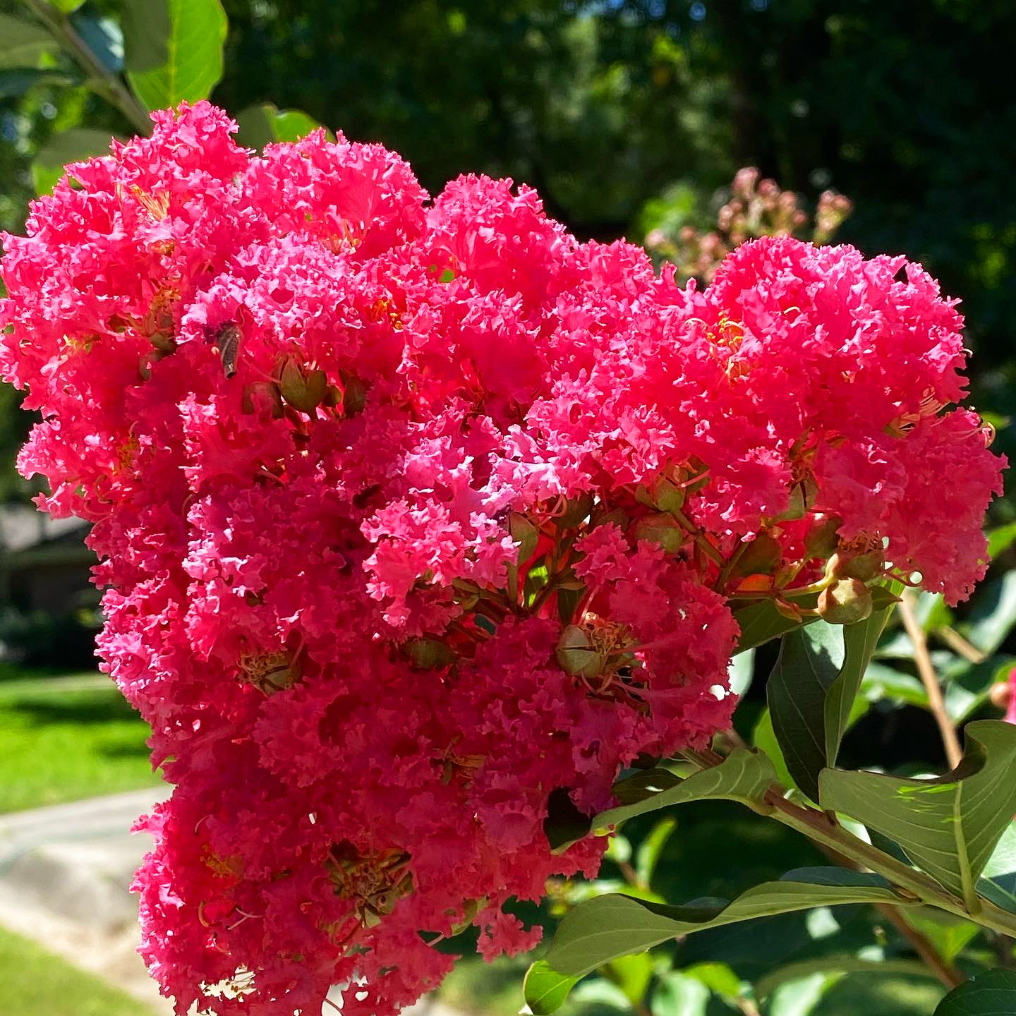 Myrtles Raspberry Crape Myrtle Raspberry – Verona Caney Gardens