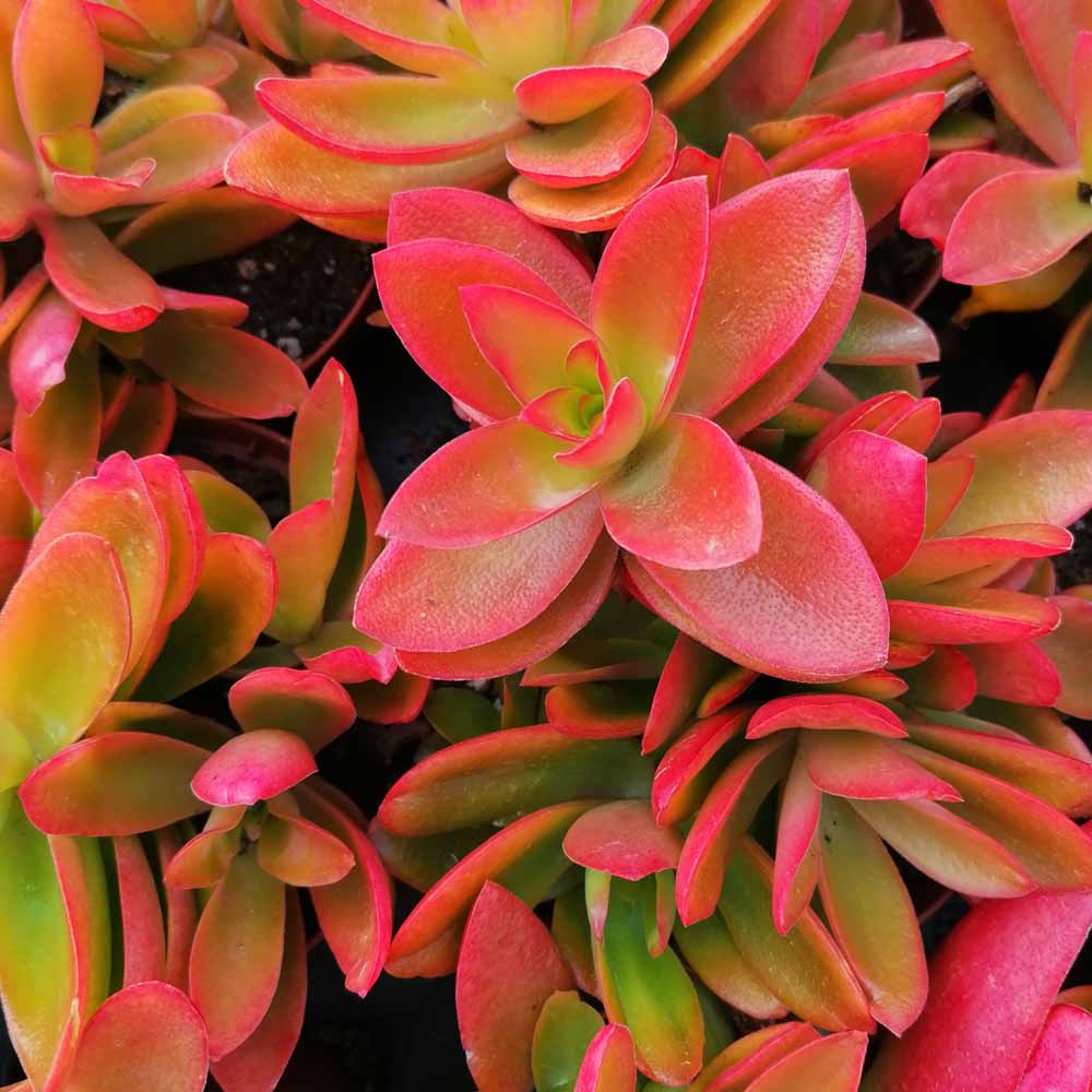 Crassula Campfire