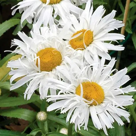 Leucanthemum Crazy Daisy
