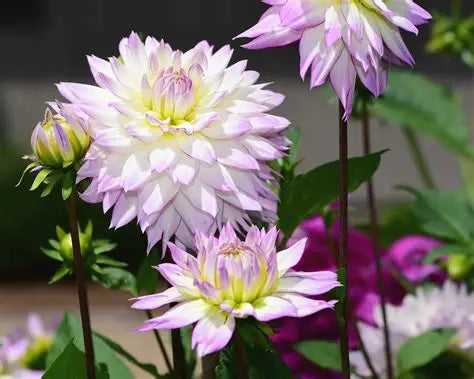 Dahlia-Crazy Love