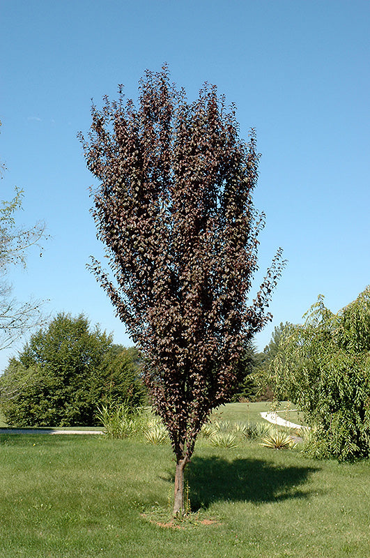 Crimson Pointe Plum