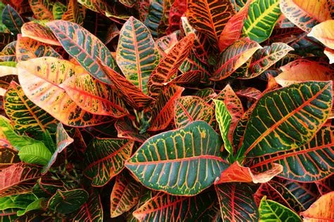 Croton Petra Red