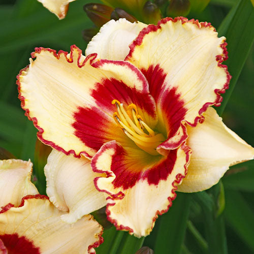 Daylily Cryptic Message