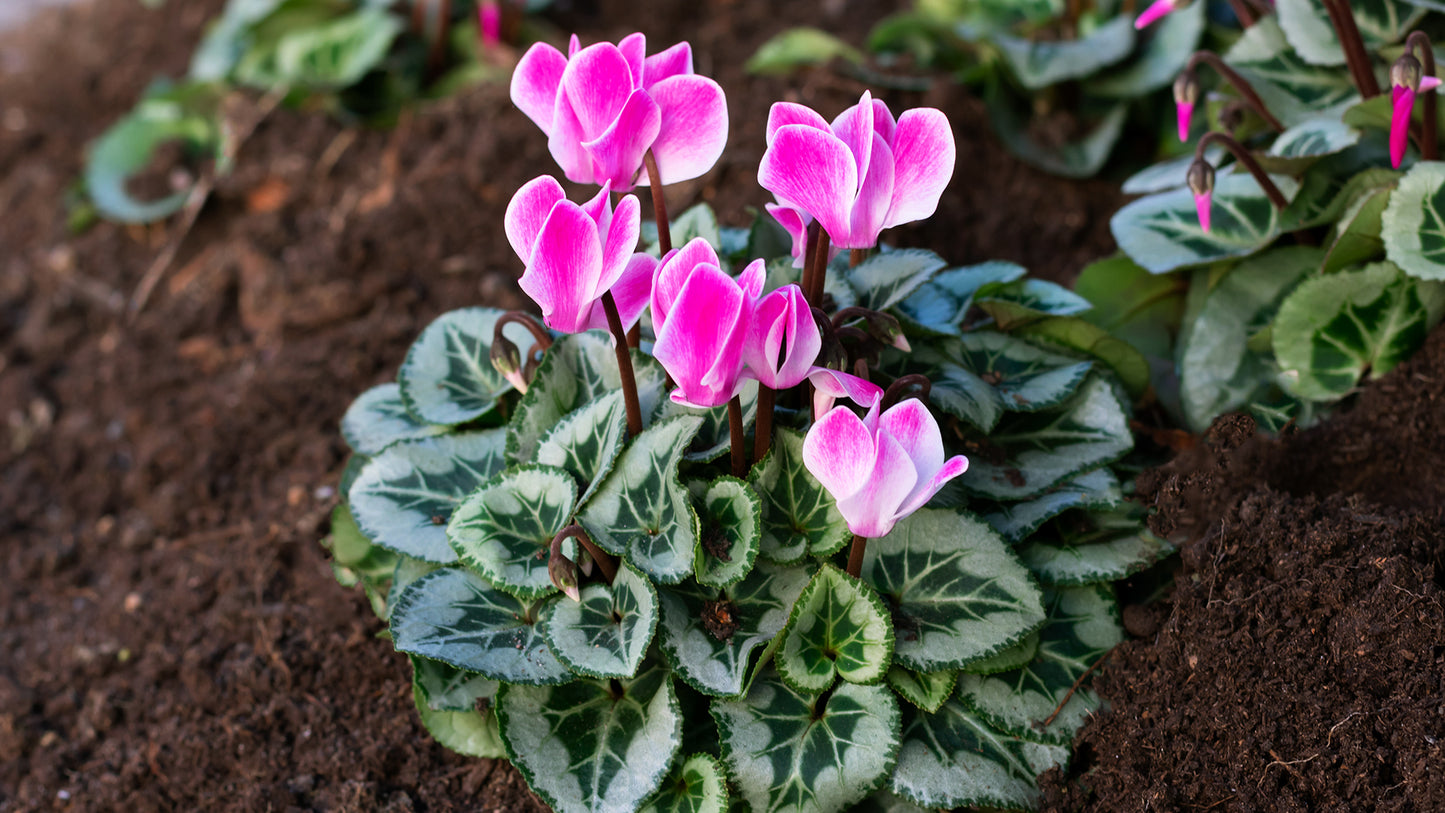 Cyclamen Plantina