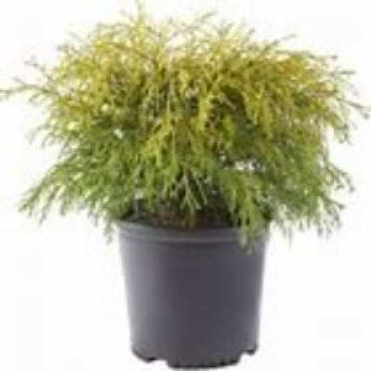 Cypress Golden Thread