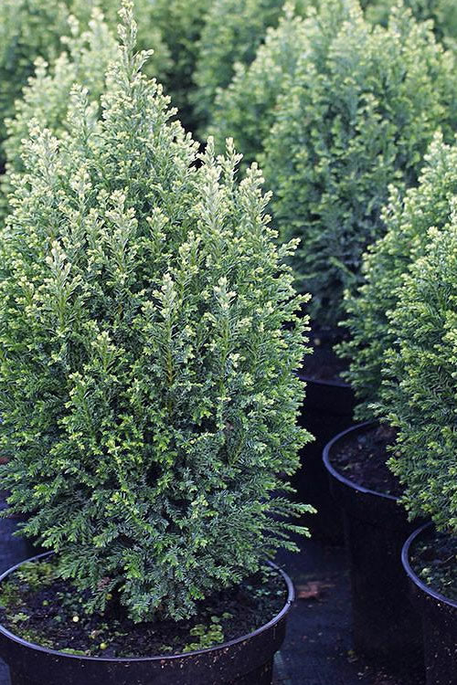 Cypress White Dwarf