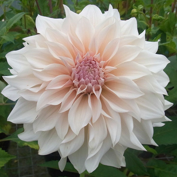 Dahlia Cafe au Lait