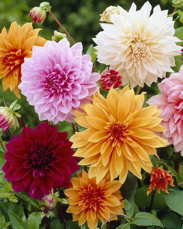 Dahlia Decorative Mix