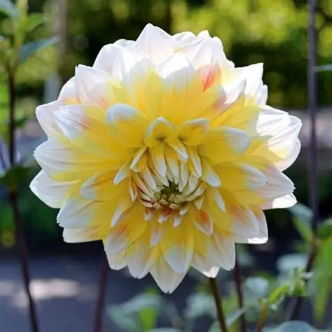 Dahlia Decorative Seattle