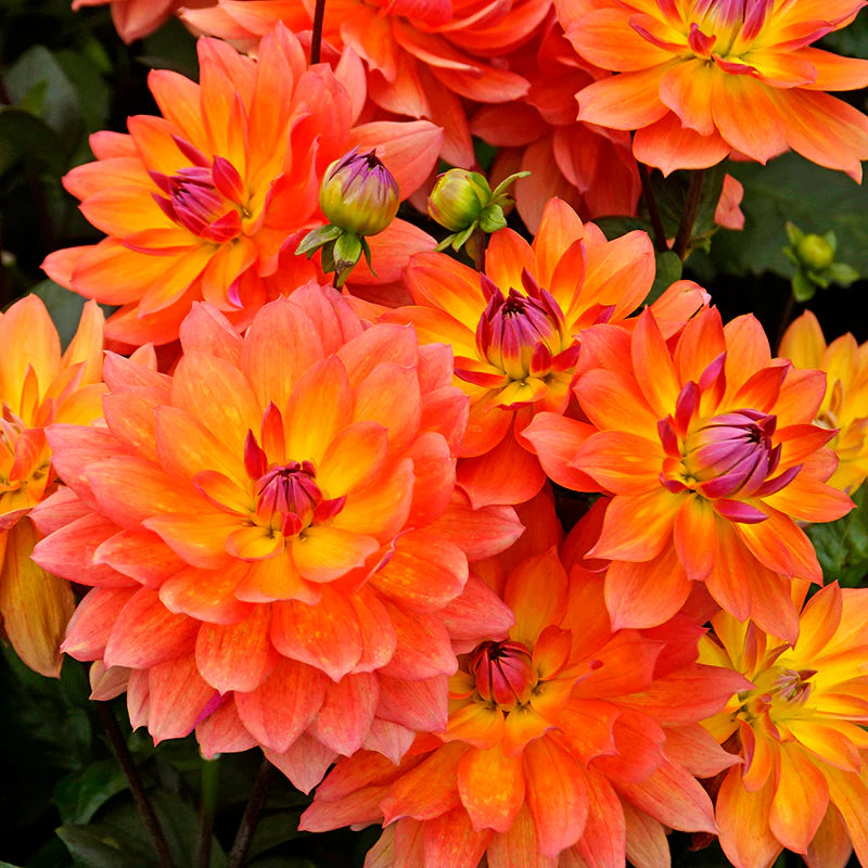 Dahlia Firepot