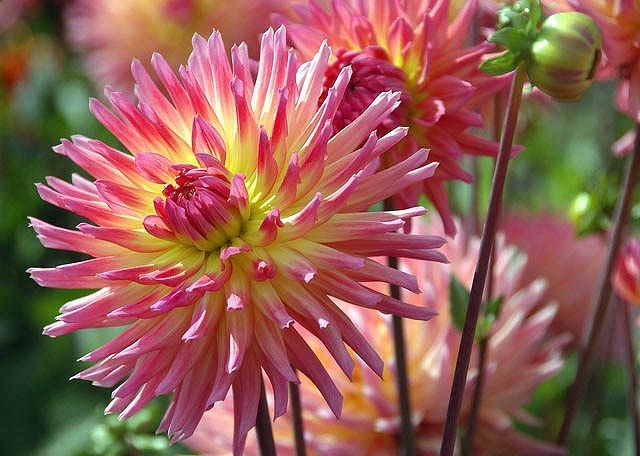 Dahlia Karma Sangria