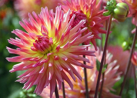 Dahlia Karma Sangria