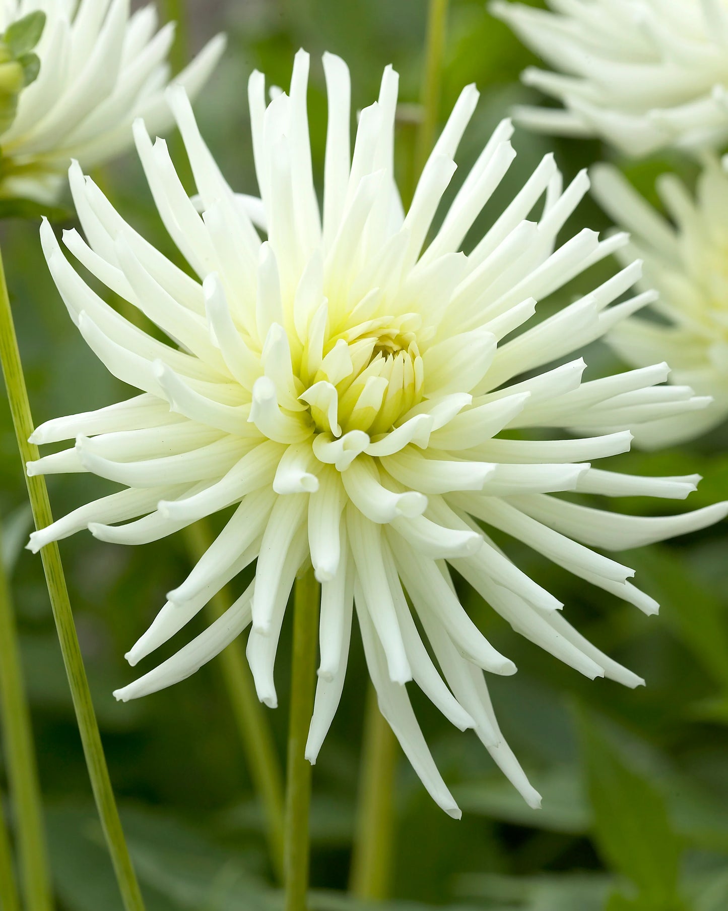 Dahlia Playa Blanca