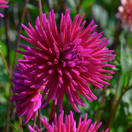 Dahlia Purple Gem