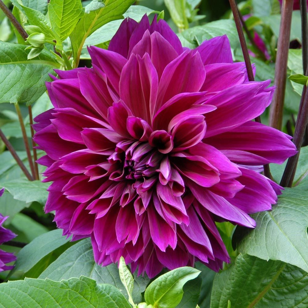 Dahlia Thomas Edison