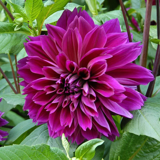 Dahlia Thomas Edison