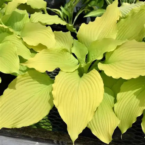Hosta Dancing Queen