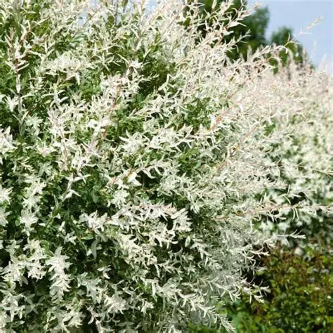 Variegated Dappled Willow