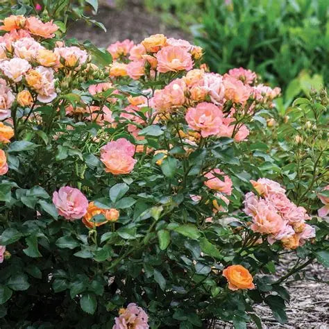 Rose Drift Dwarf Peach