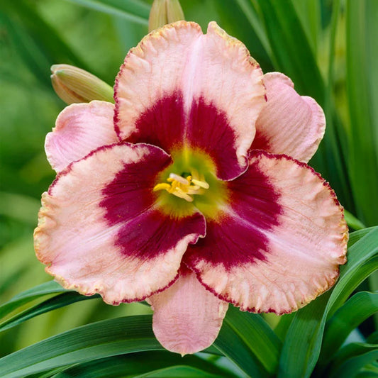Daylily Daring Deception