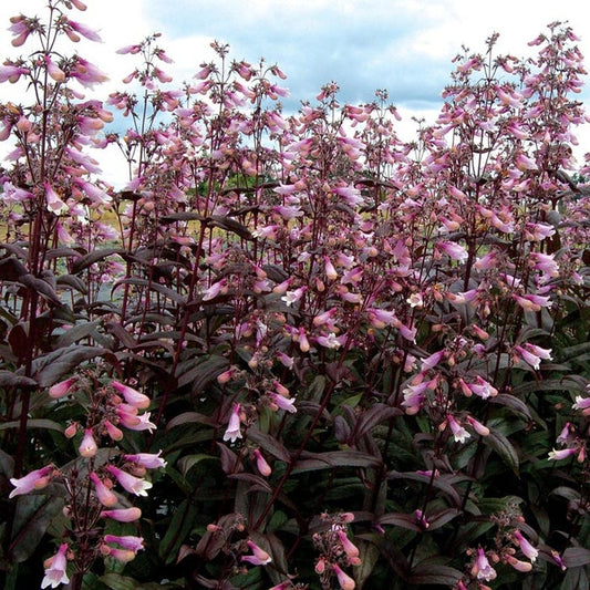 Penstemon Dark Towers