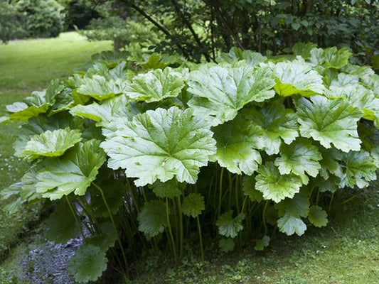 Darmera Peltata