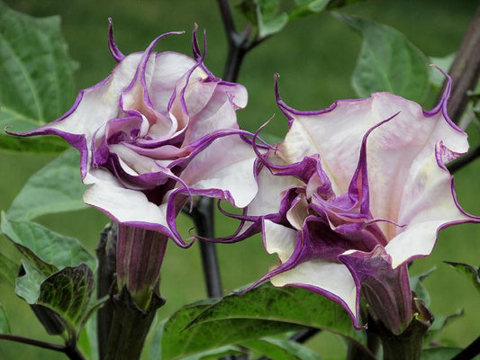 Datura Double Purple