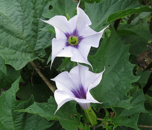 Datura Lavender