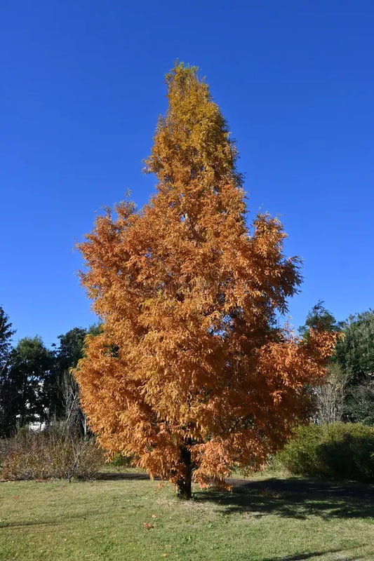 Dawn Redwood Metasequoia