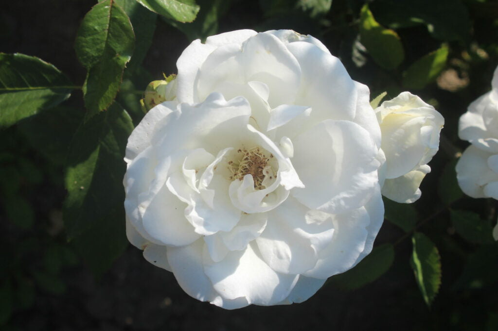 Arborose New Dawn White