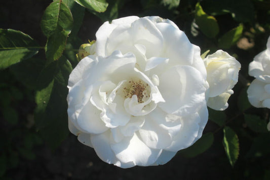 Arborose New Dawn White