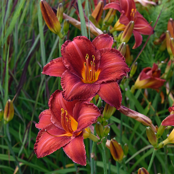 Daylily Chicago Apache