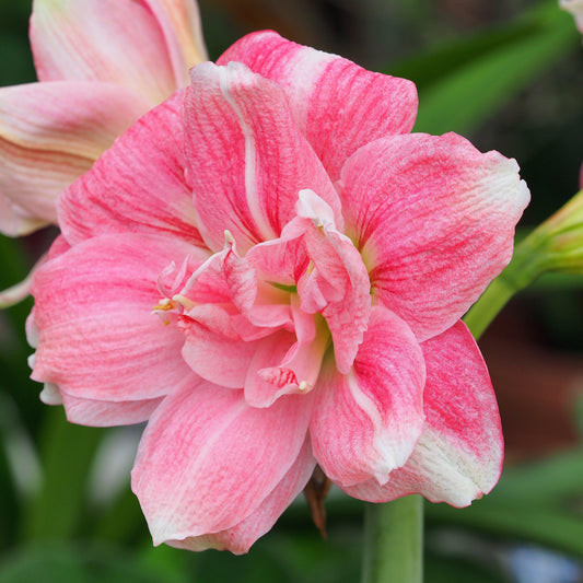 Amaryllis Double Pink