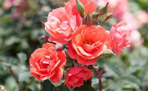 Rose Knockout Double Coral