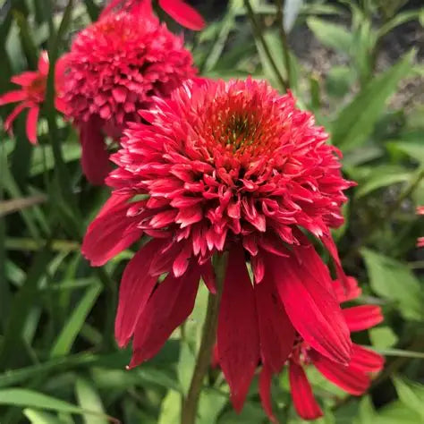 Echinacea-Double Cranberry