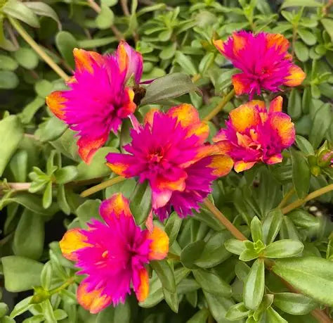 Portulaca Double Dragon Fruit