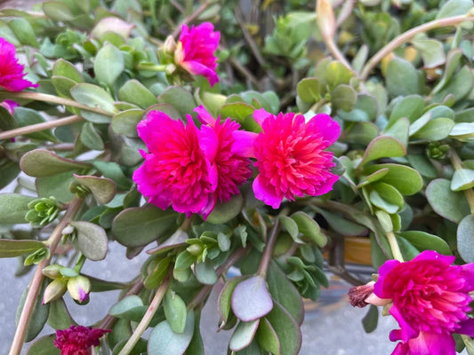Portulaca Double Magenta