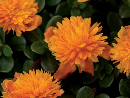 Portulaca double orange
