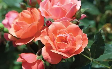 Rose Knockout Double Peach