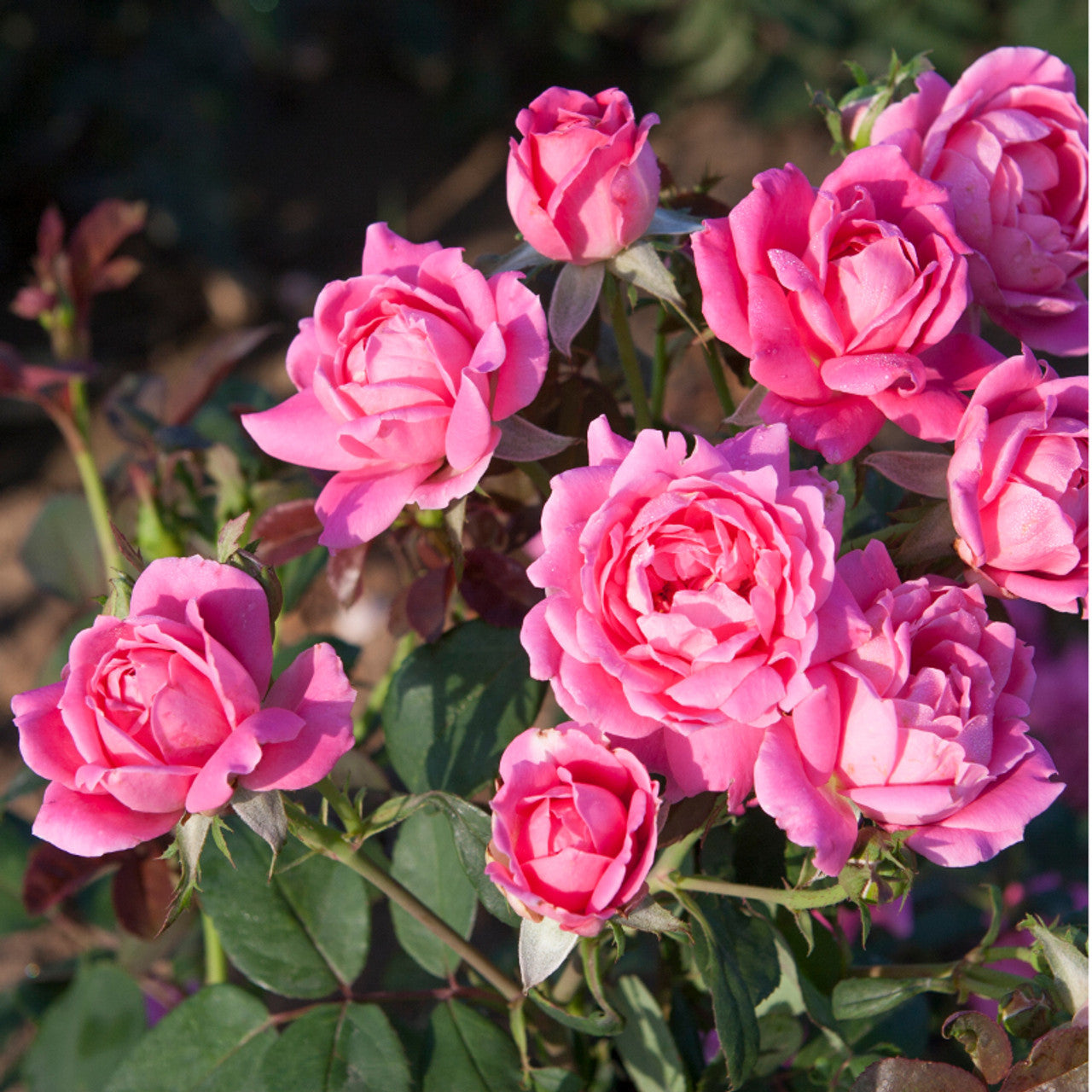 Rose Knockout Double Pink